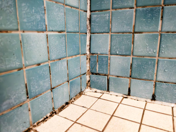 Best Air Quality Testing for Mold Spores  in Robbinsdale, MN