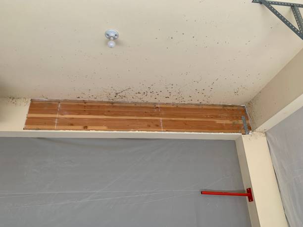 Best Mold Remediation for Healthcare Facilities  in Robbinsdale, MN