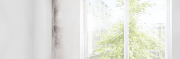 Best Black Mold Removal  in Robbinsdale, MN