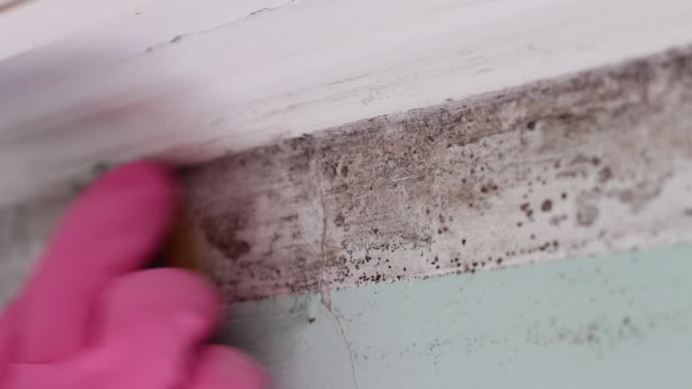 Best Biohazard Mold Removal  in Robbinsdale, MN